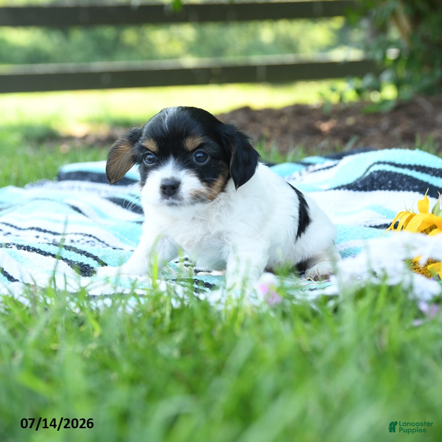 Mixed Breed dogs Leo - Ad 2