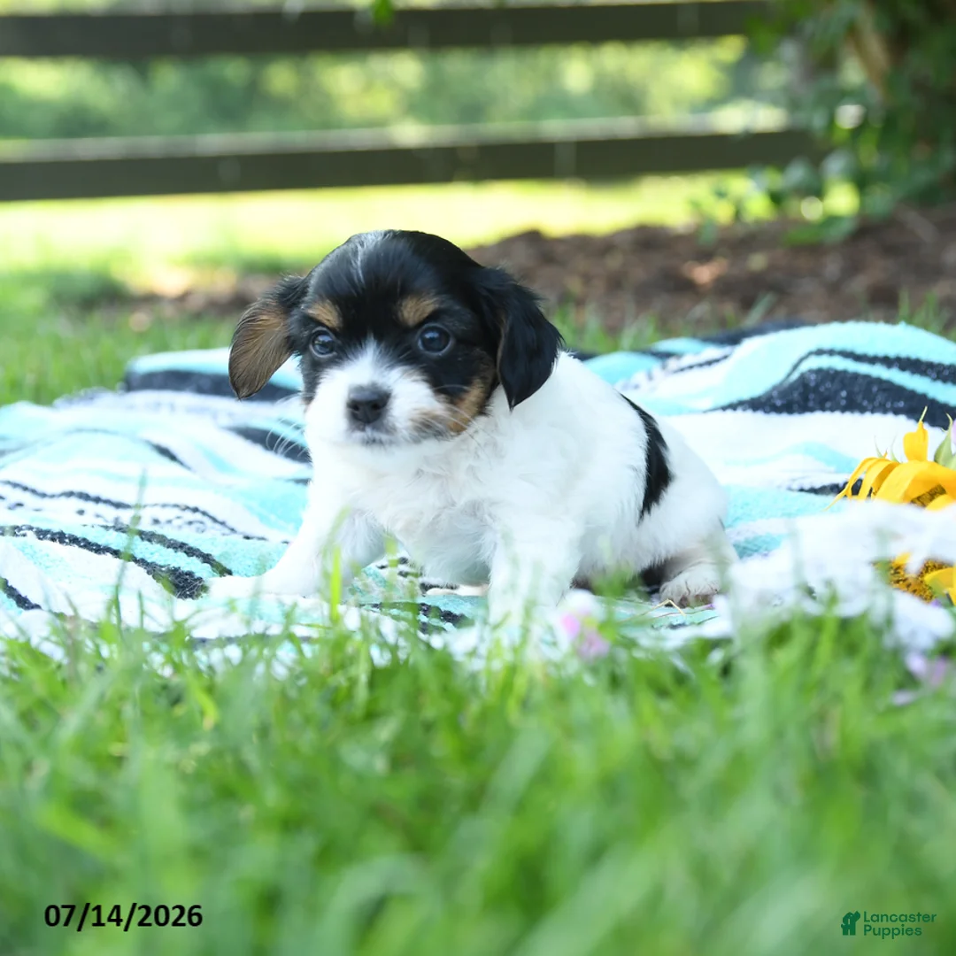 Mixed Breed dogs for sale: Leo - Ad 2