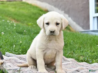Labrador Retriever dogs for sale: Ginger - Ad 1