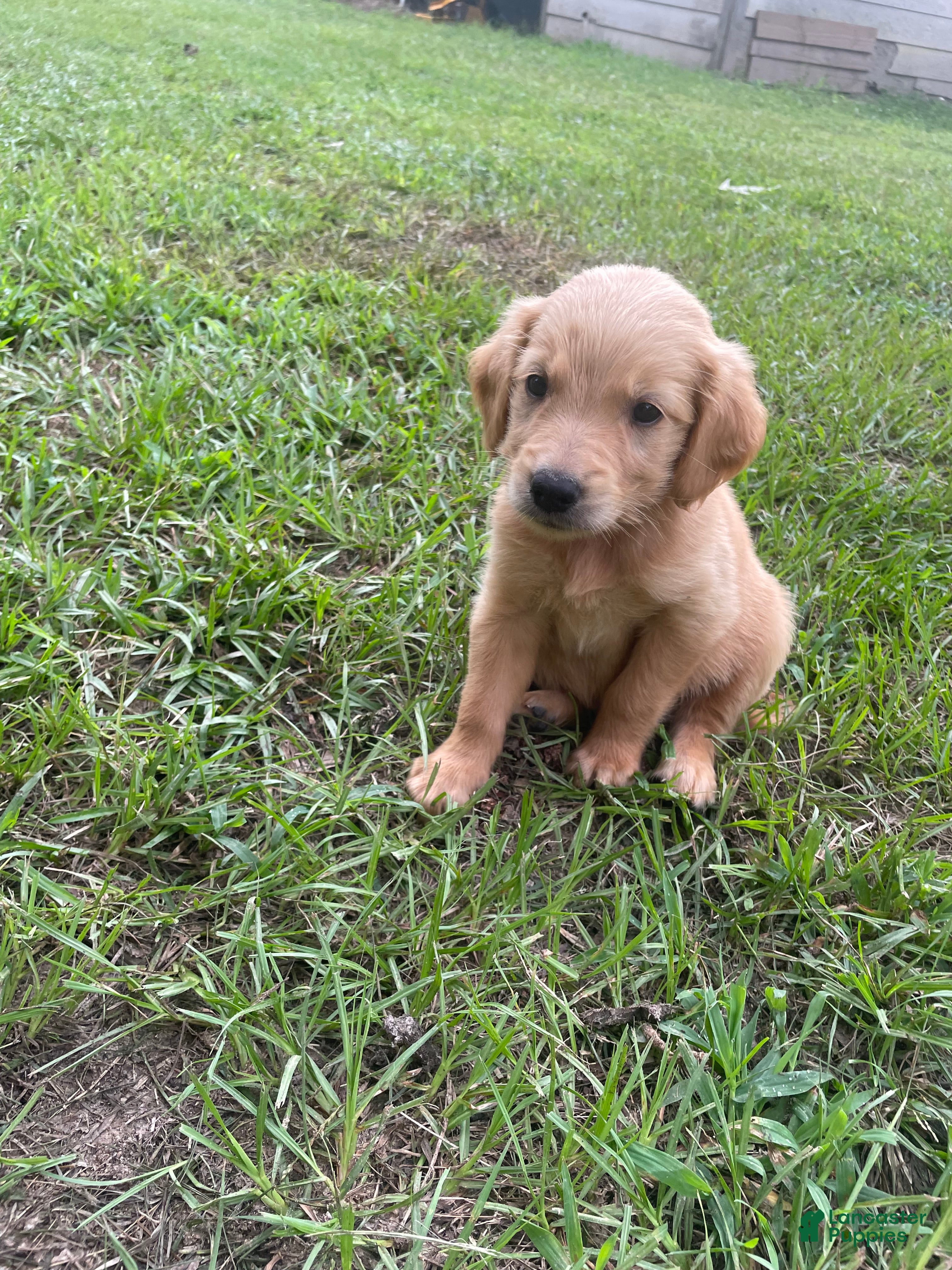 Golden Retriever dogs Sadie - Ad 1