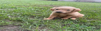 Sadie