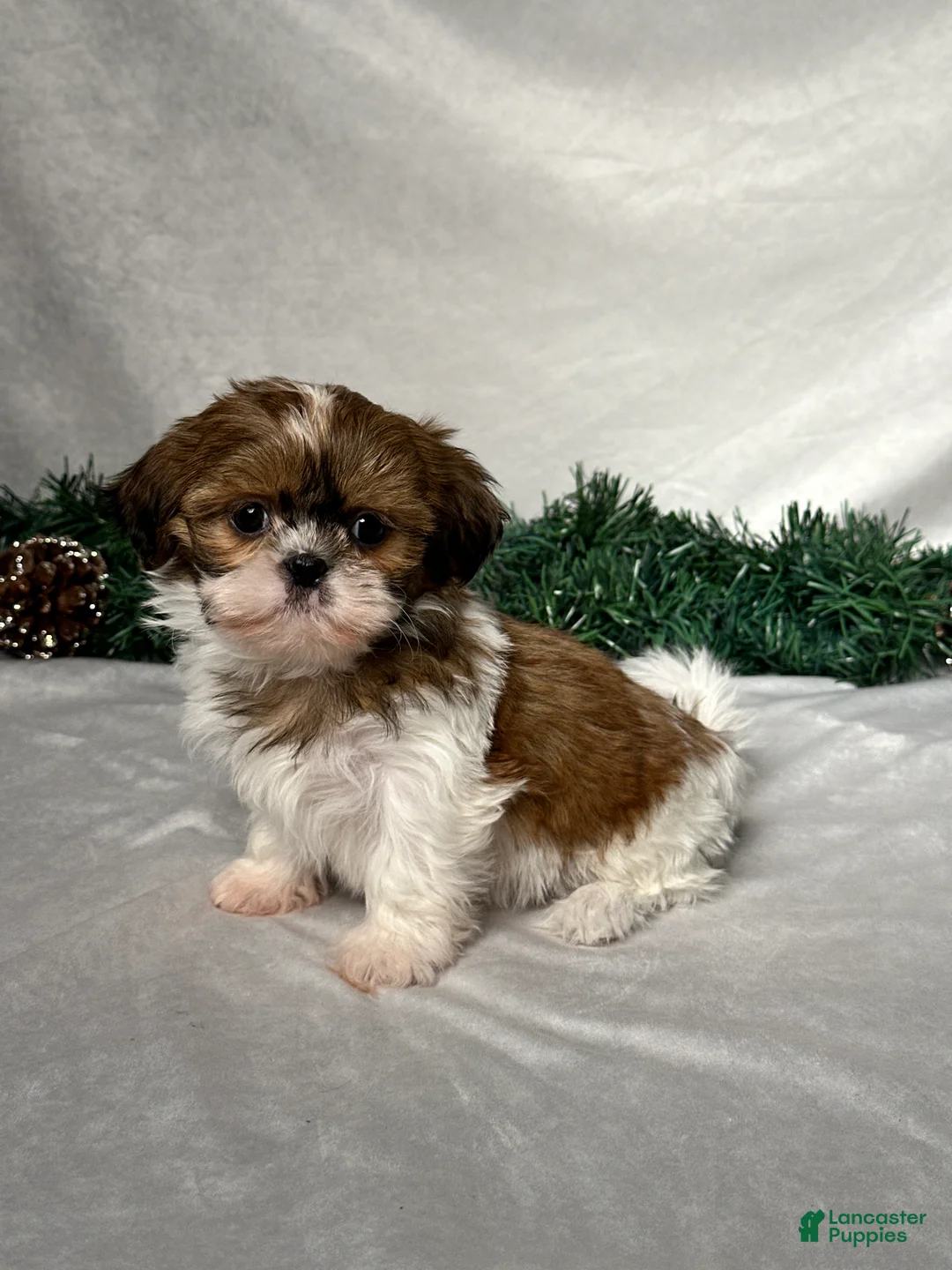 Shih Tzu dogs for sale: Sophia - Ad 3