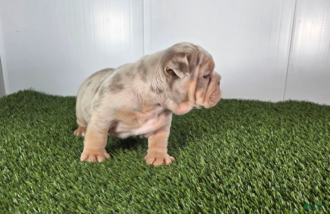 Olde English Bulldogge dogs for sale: Stella - Ad 5