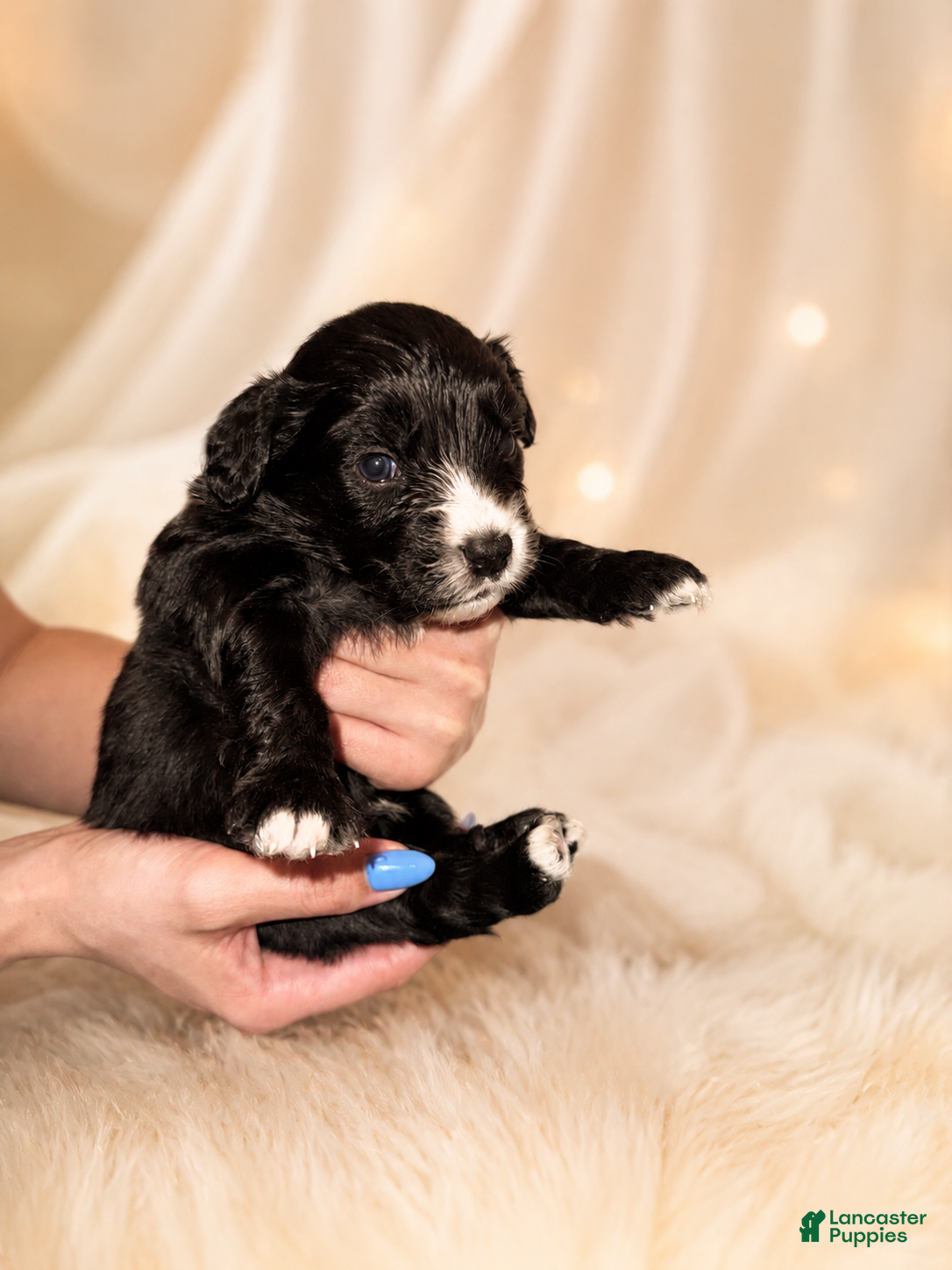 Mixed Breed dogs Panther  - Ad 1