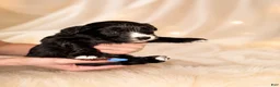 Mixed Breed dogs for sale: Panther  - Ad 1