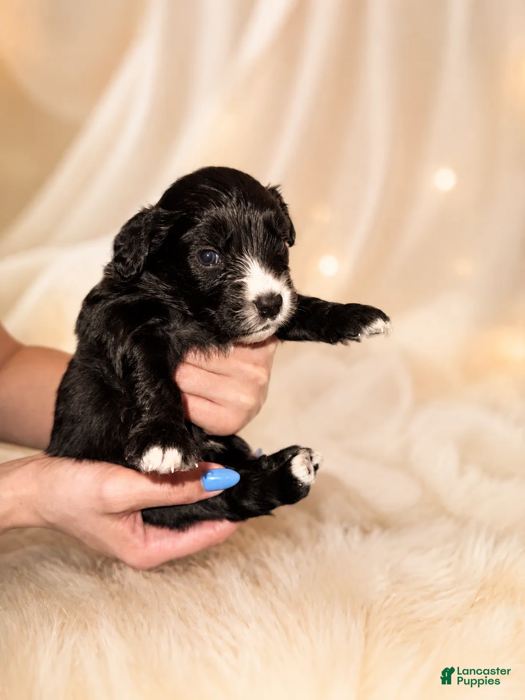 Mixed Breed dogs for sale: Panther  - Ad 1