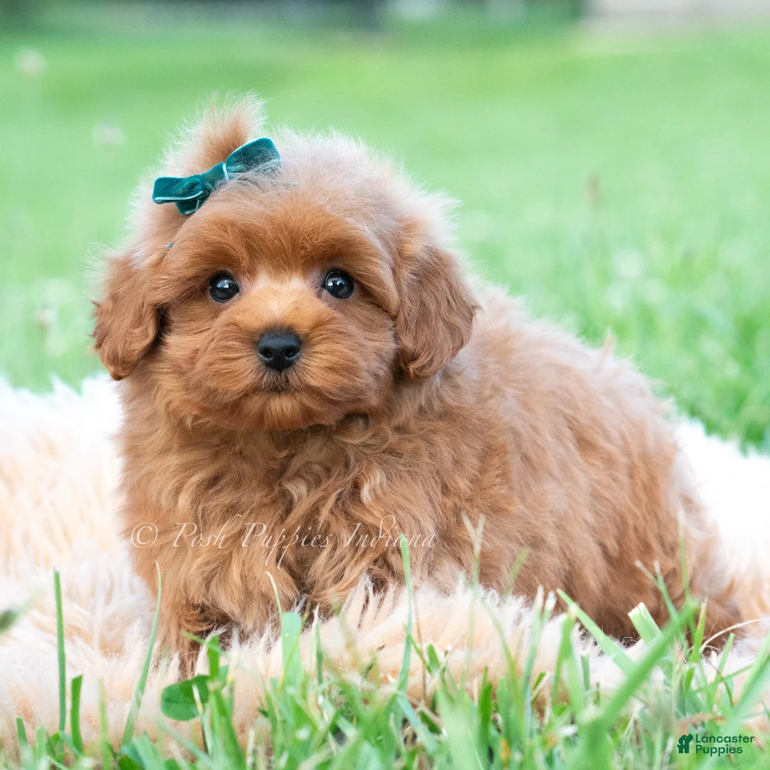 Maltipoo dogs for sale: Elio - Ad 4