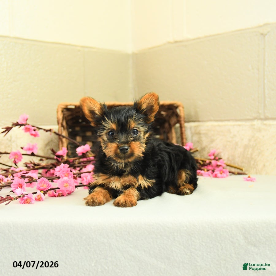 Yorkshire Terrier dogs Sugar - Ad 2