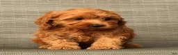 Cockapoo dogs for sale: Angel - Ad 1