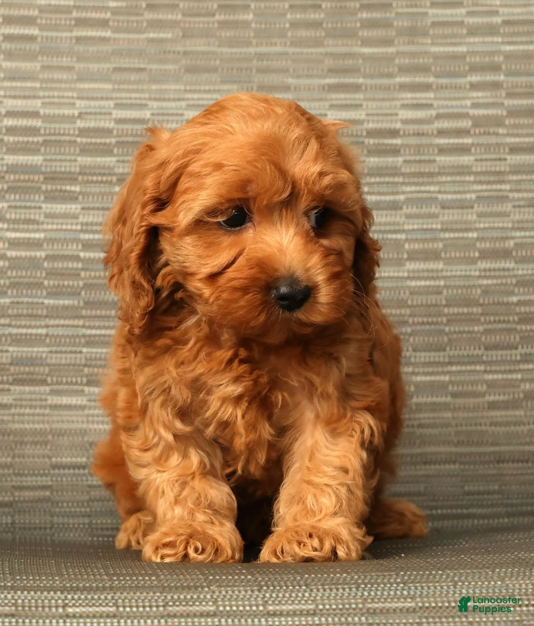 Cockapoo dogs for sale: Angel - Ad 1