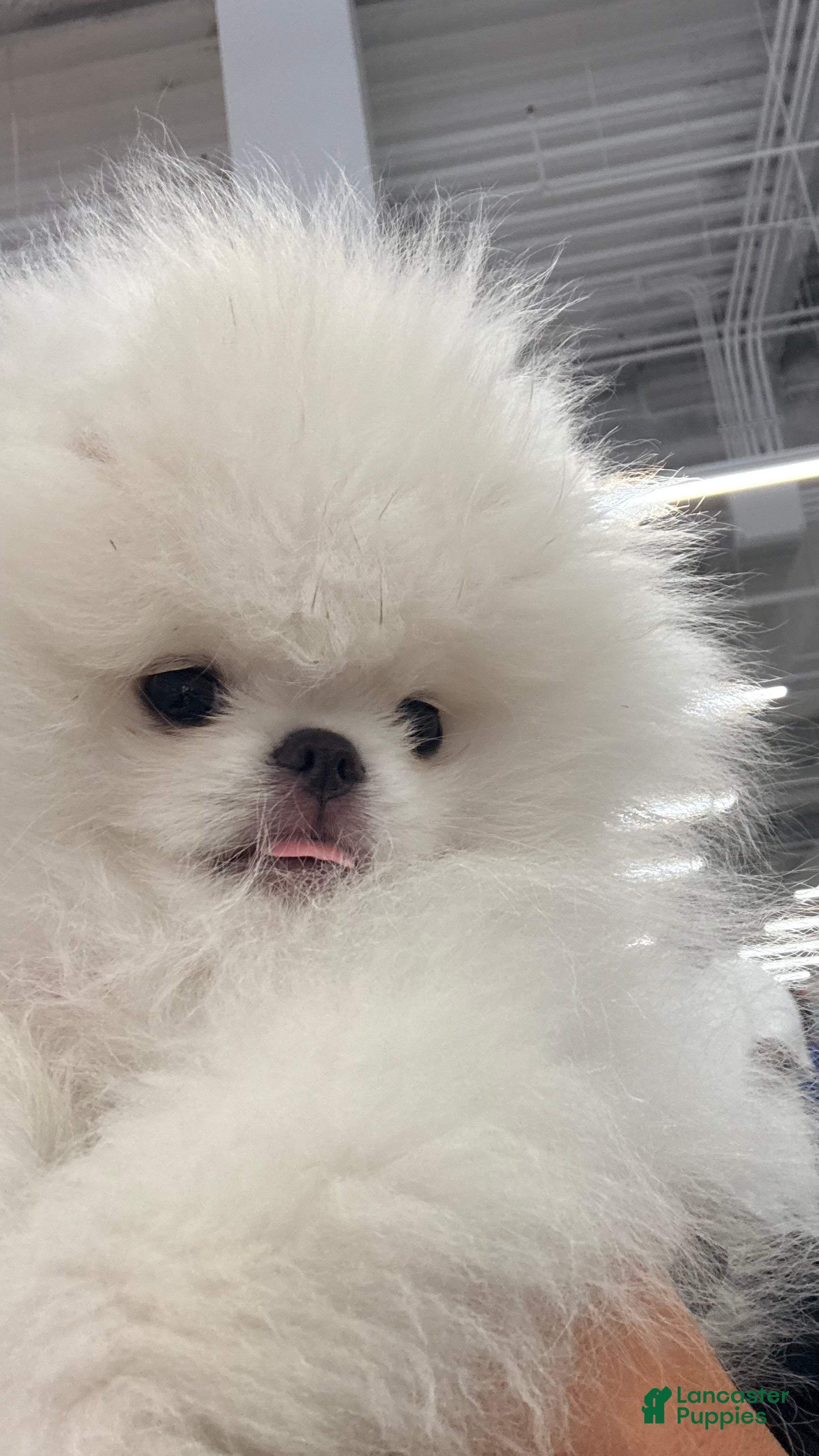 Pomeranian dogs Pomeranian 1 - Ad 1