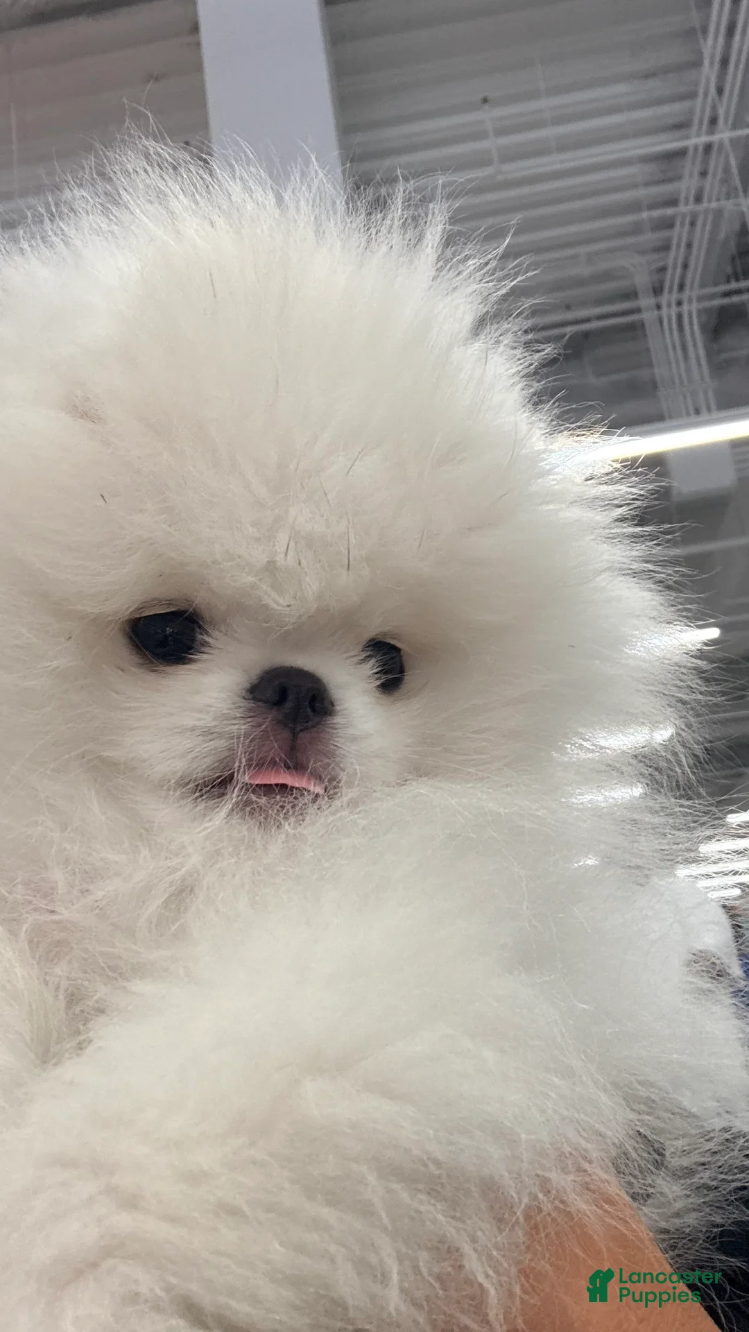 Pomeranian dogs for sale: Pomeranian 1 - Ad 1