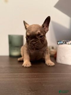 French Bulldog dogs French Bulldog 2 (TEDDY) - Ad 10