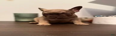 French Bulldog 2 (TEDDY)