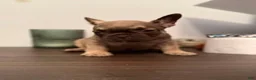 French Bulldog dogs for sale: French Bulldog 2 (TEDDY) - Ad 1