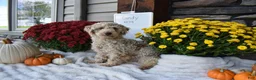 Cavapoo dogs for sale: Scotty  - Ad 4