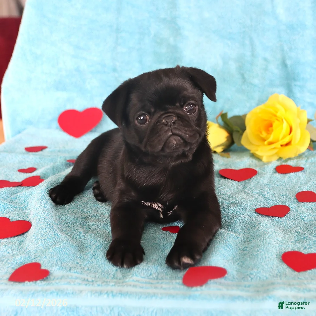 Pug dogs for sale: George - Ad 1