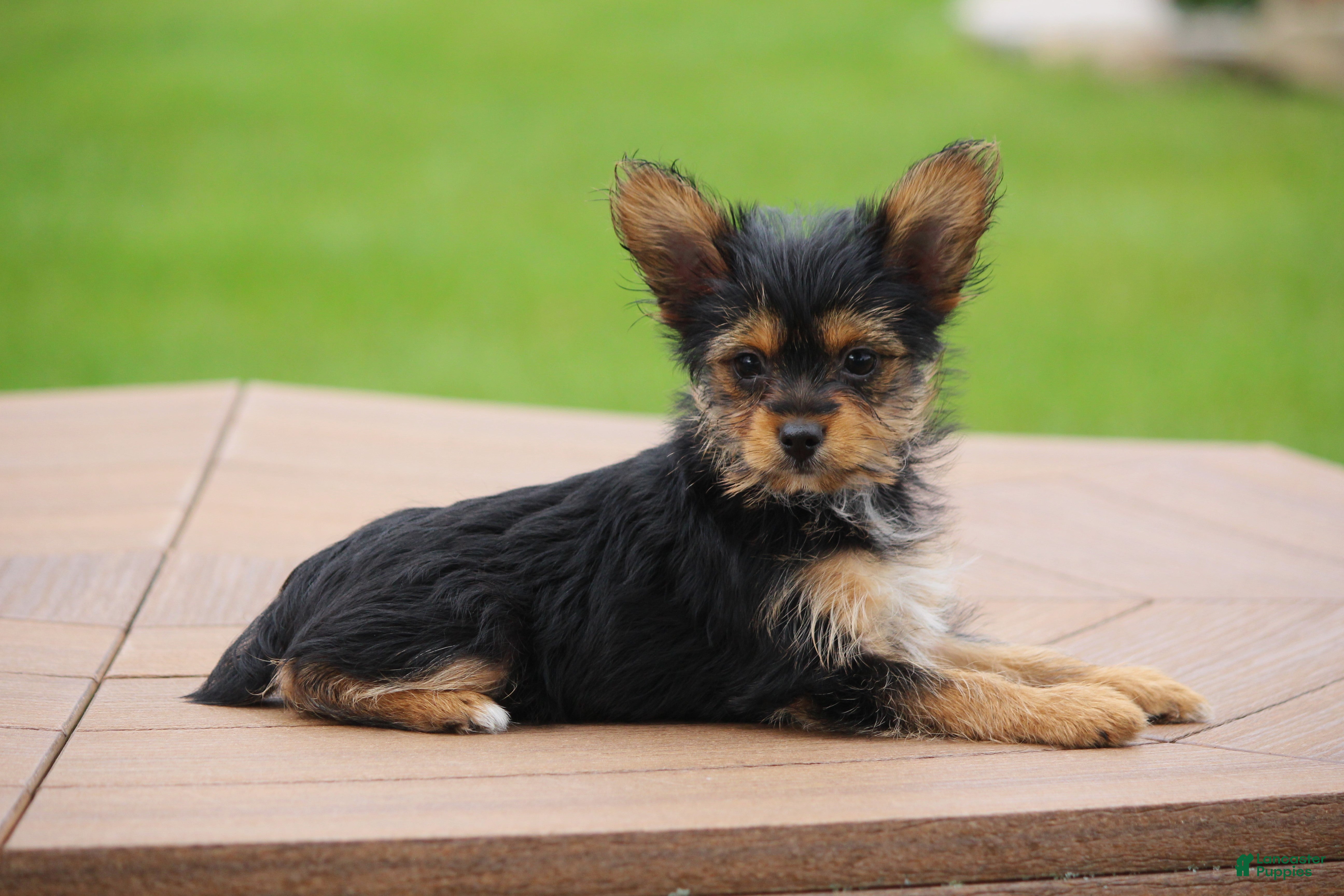 Yorkshire Terrier dogs Cairo - Ad 2