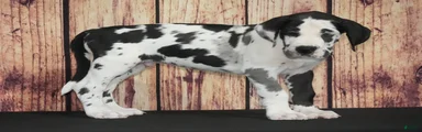 Great Dane 1