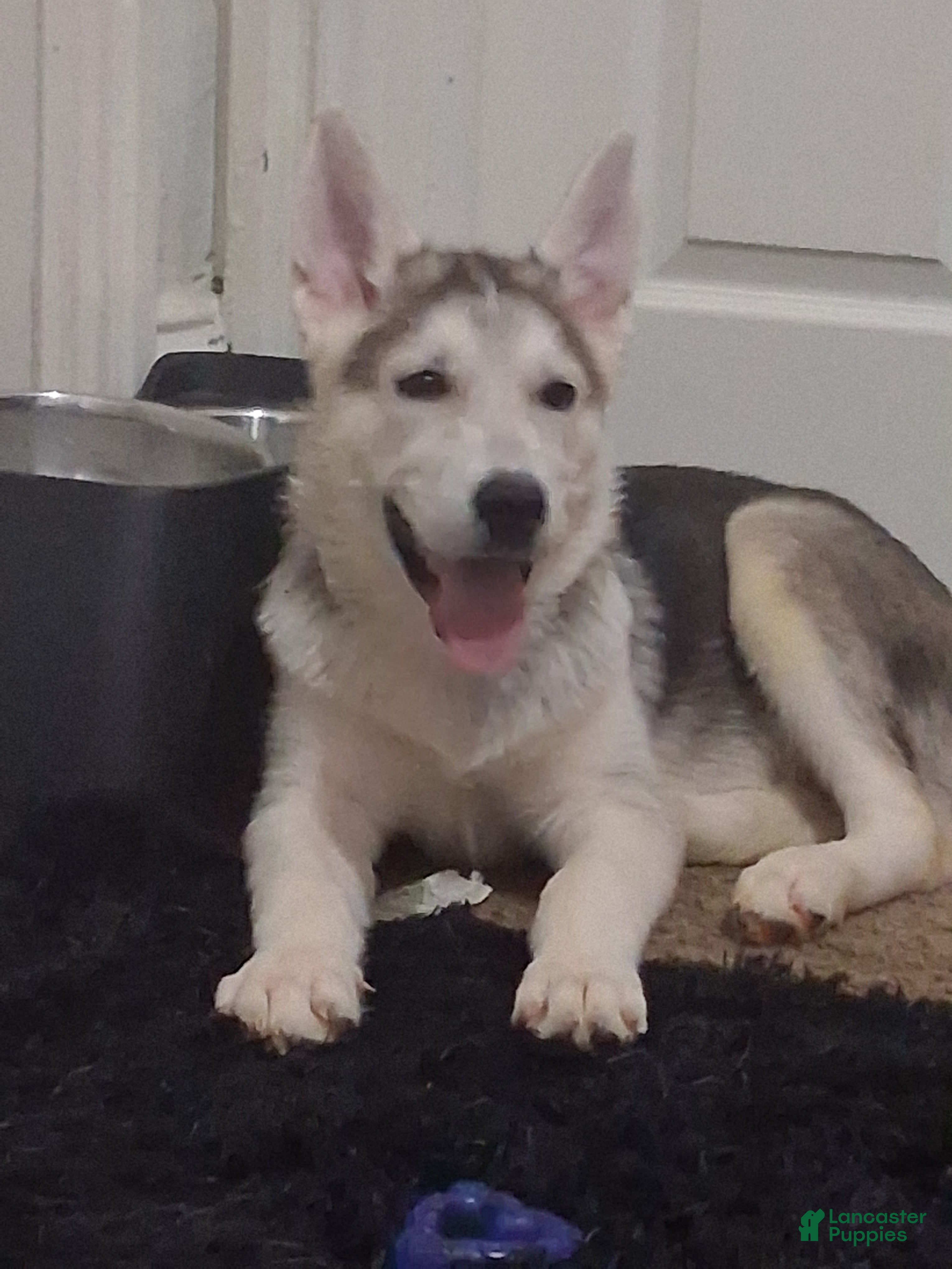 Gerberian Shepsky dogs sunny - Ad 28