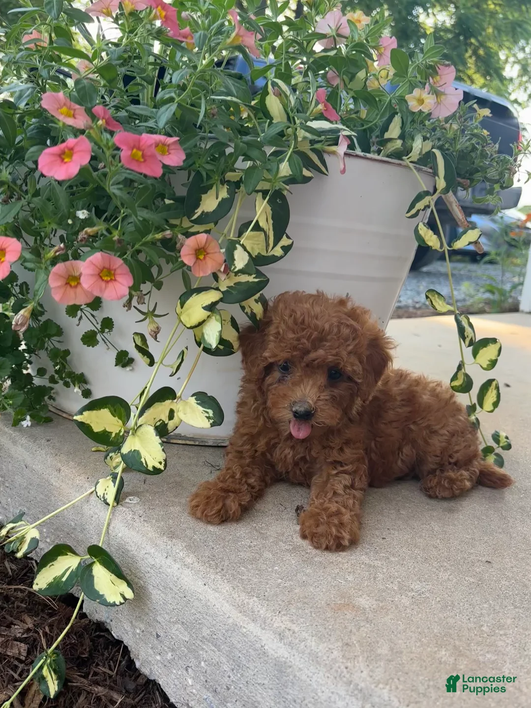 Bichpoo dogs for sale: Luna - Ad 2
