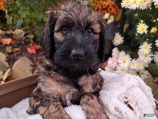 Goldendoodle dogs - Ad 5