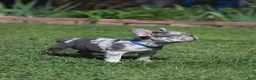 French Bulldog dogs for sale: Leo - Ad 4