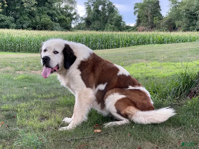 Saint Bernard dogs for sale: AKC Halo - Ad 2