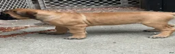 English Mastiff dogs for sale: English Mastiff 2 - Ad 2