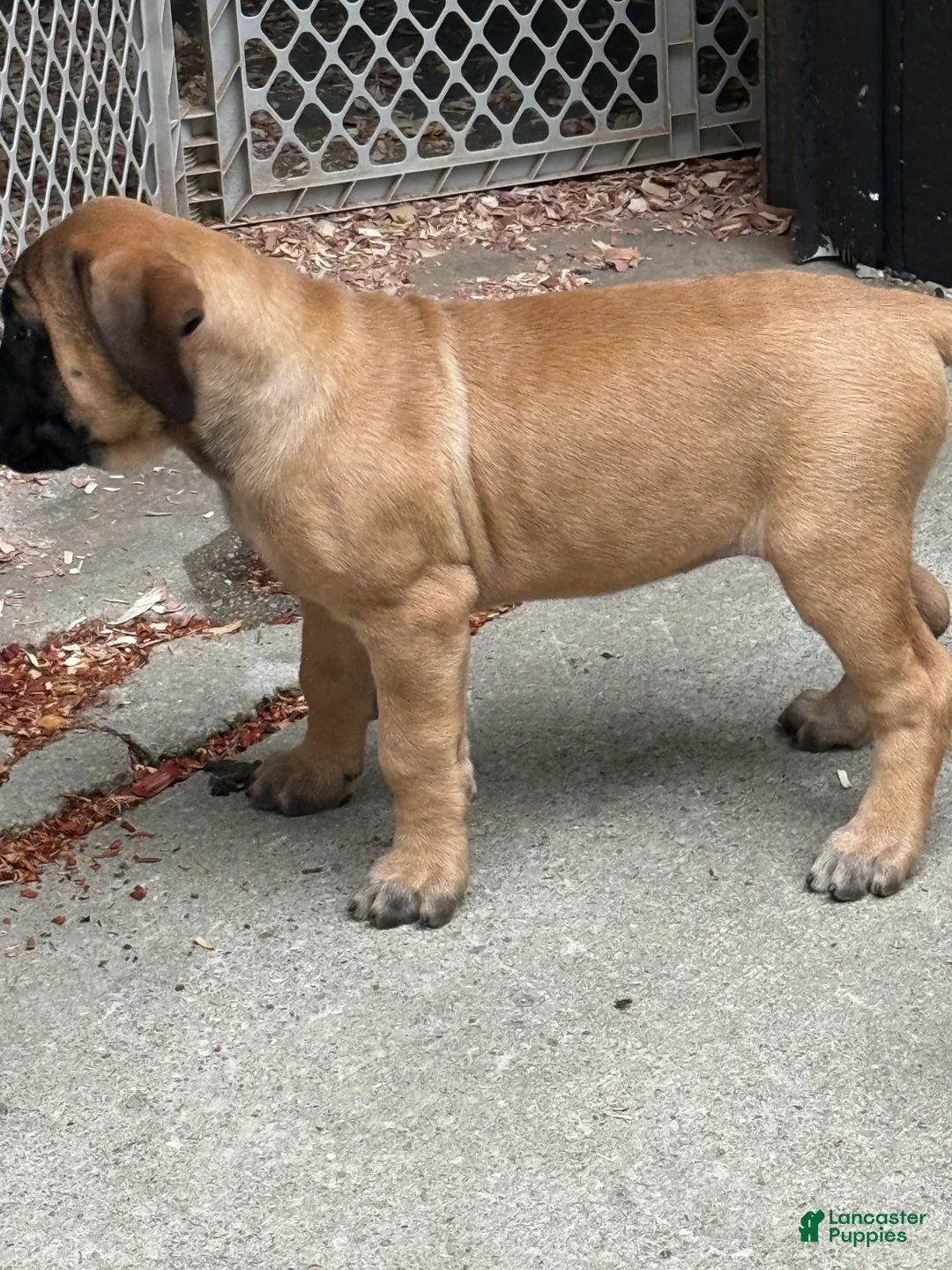 English Mastiff dogs for sale: English Mastiff 2 - Ad 2