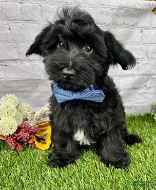 Yorkiepoo dogs Tate Yorkiepoo  - Ad 1