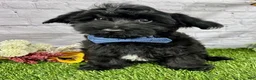 Yorkiepoo dogs for sale: Tate Yorkiepoo  - Ad 1