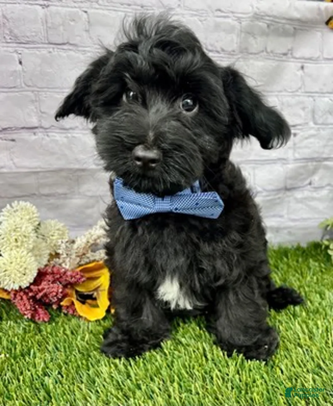 Yorkiepoo dogs for sale: Tate Yorkiepoo  - Ad 1
