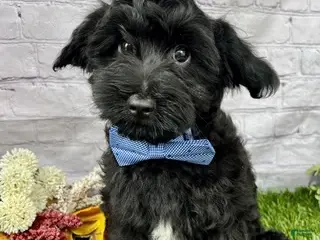 Yorkiepoo dogs Tate Yorkiepoo - Ad 1