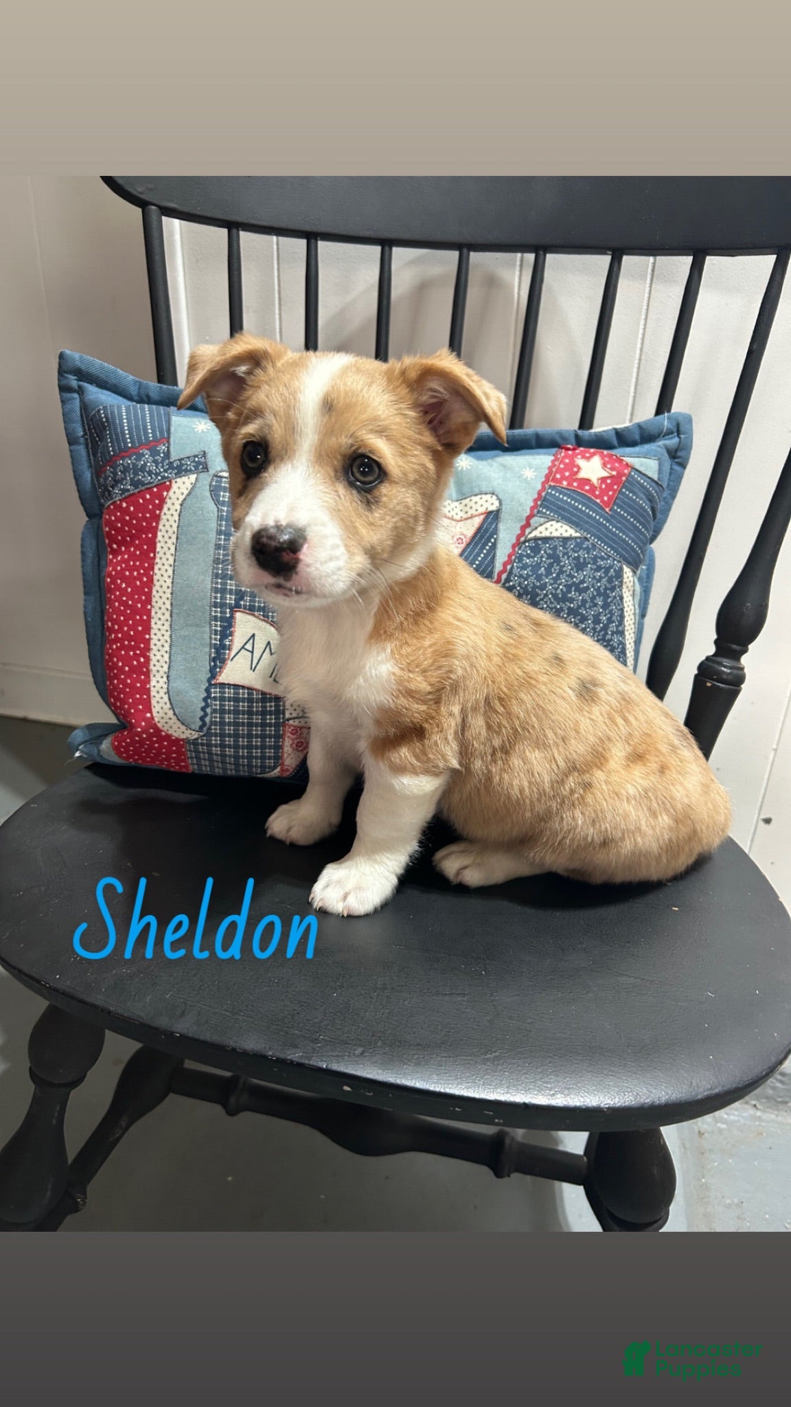 Miniature Australian Shepherd dogs Sheldon - Ad 4