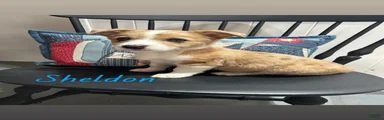 Sheldon