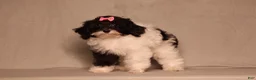 Mixed Breed dogs for sale: Winnie - Ad 3