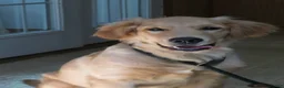 Golden Retriever dogs for sale: Golden Retriever 1 - Ad 5