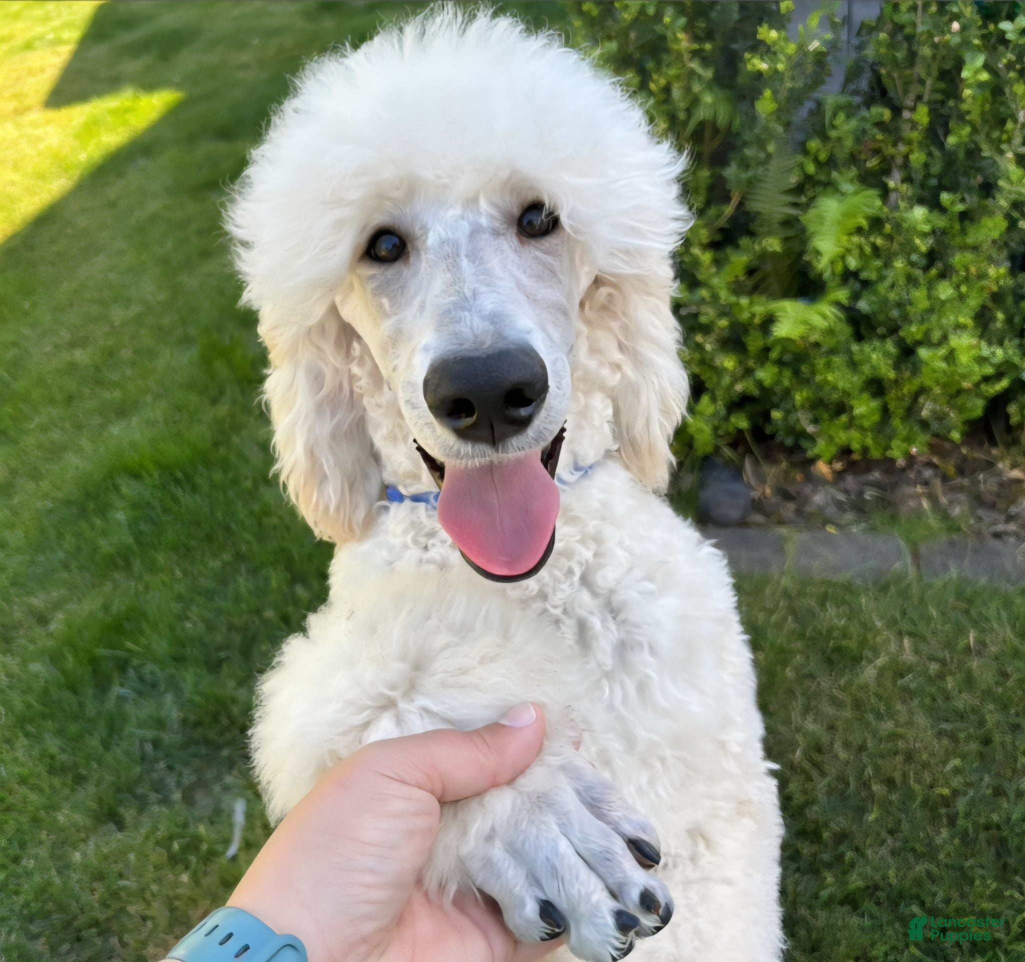 Standard Poodle dogs Standard Poodle 3 - Ad 23