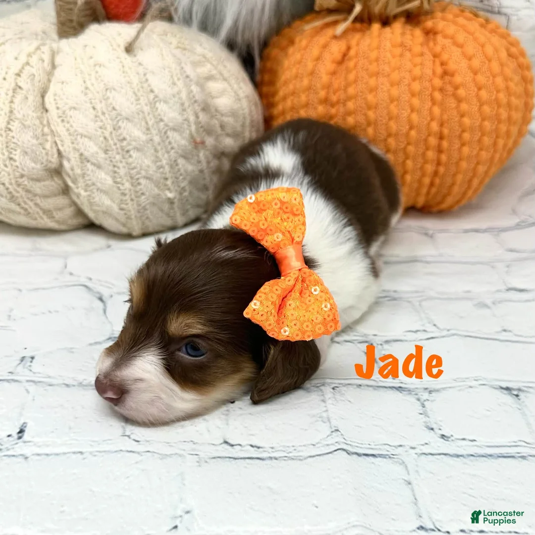 Dachshund dogs for sale: Jade - Ad 2