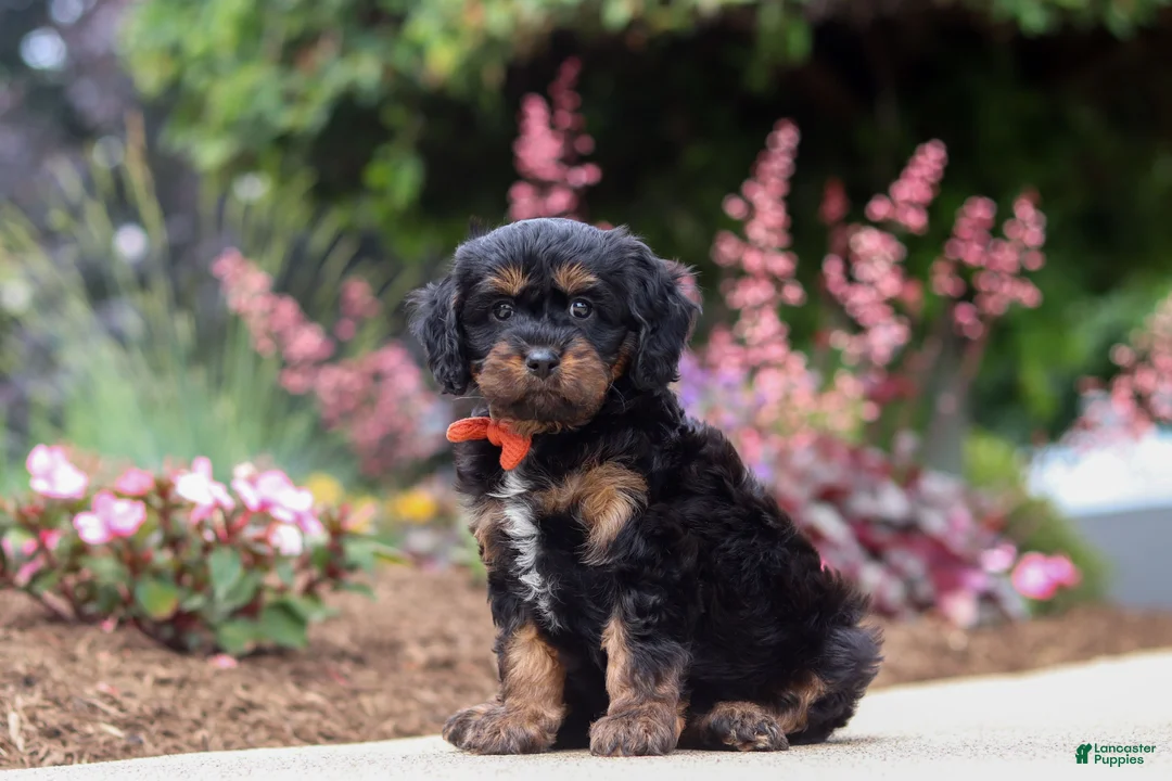 Cavapoo dogs for sale: Chase - Ad 1
