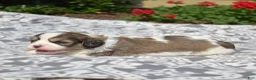 Cavachon dogs for sale: Patriot - Ad 6