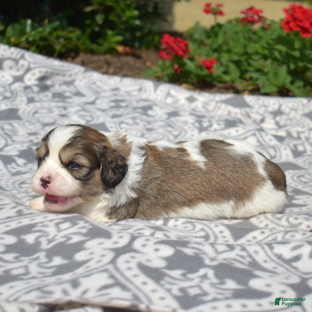Cavachon dogs for sale: Patriot - Ad 6