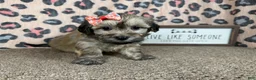 Havanese dogs for sale: Havanese 5 - Ad 6