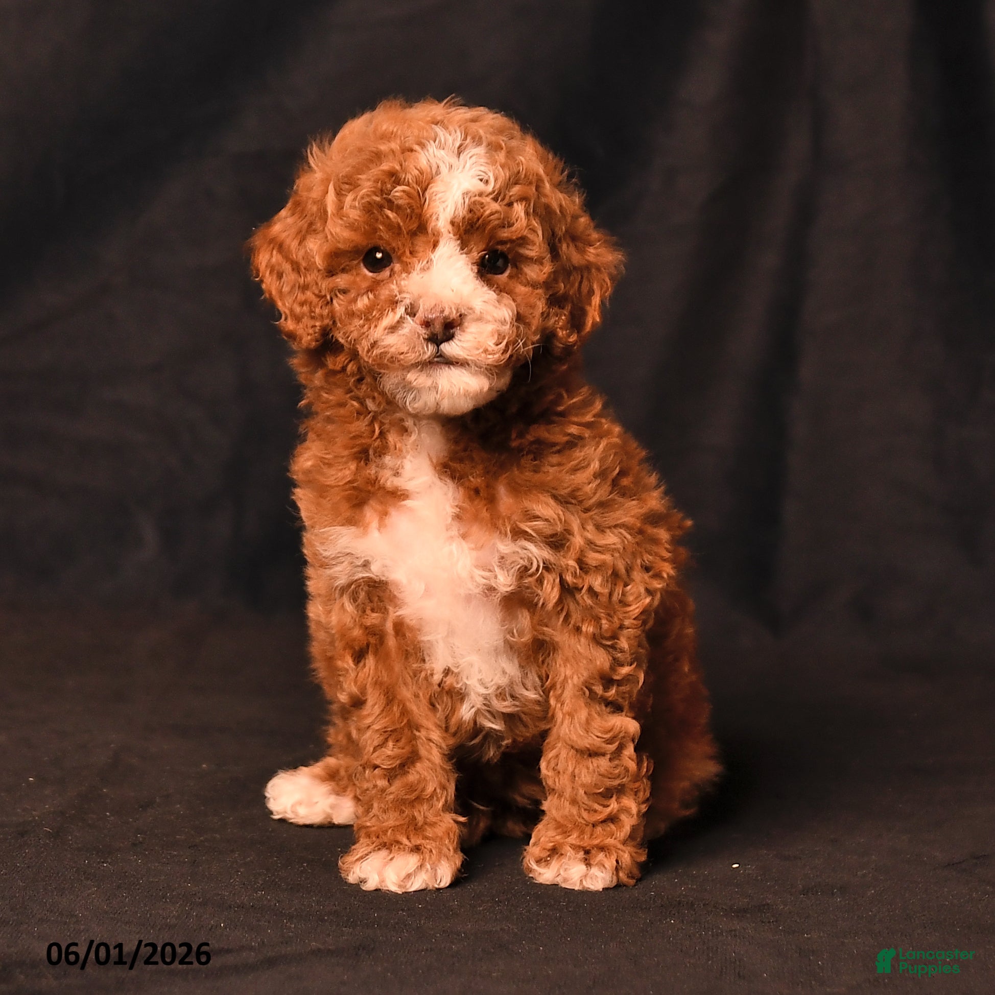 Toy Poodle dogs Derek - Ad 1