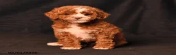 Toy Poodle dogs for sale: Derek - Ad 4