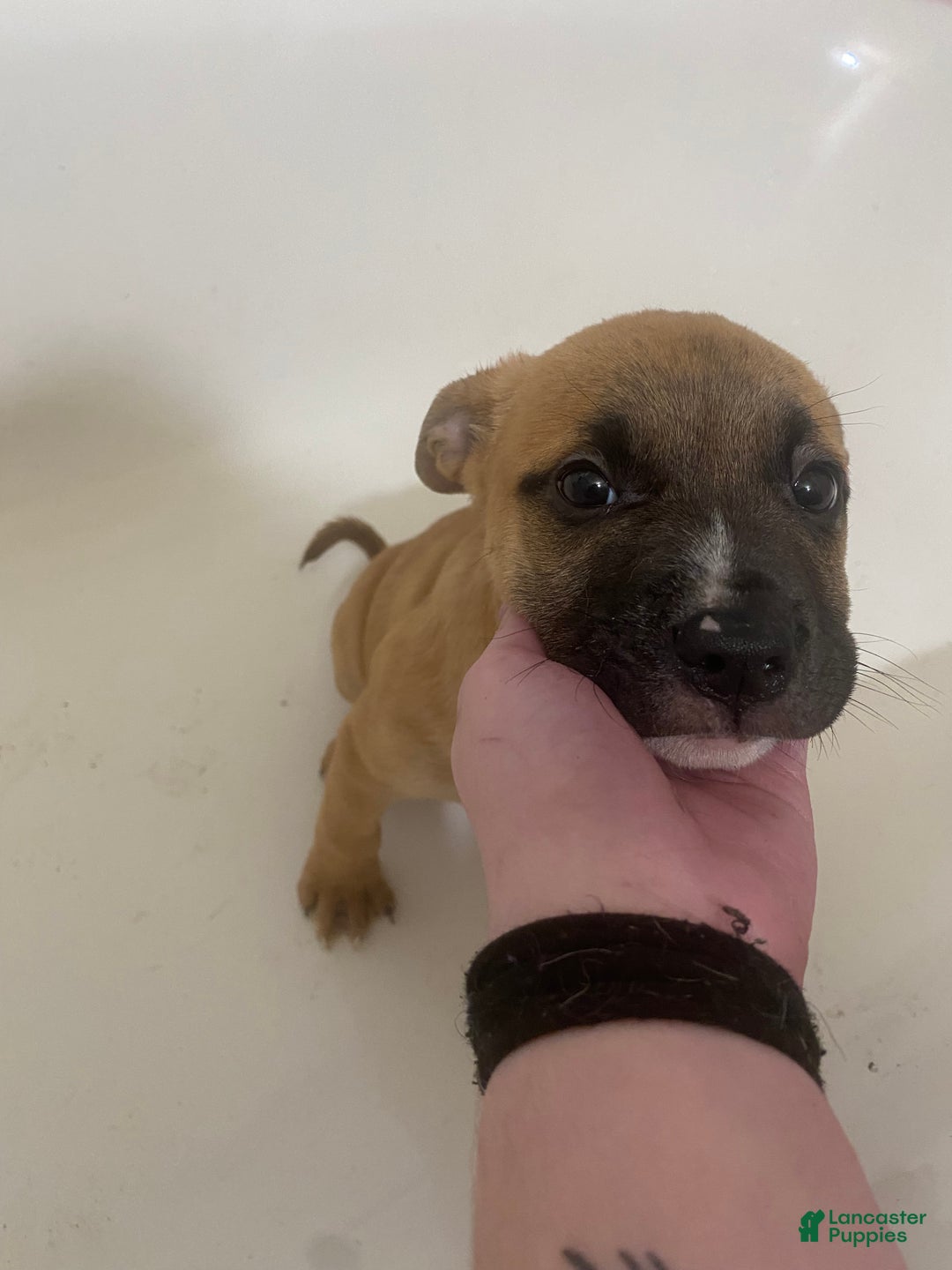 Mixed Breed dogs for sale: Poppy - Ad 3