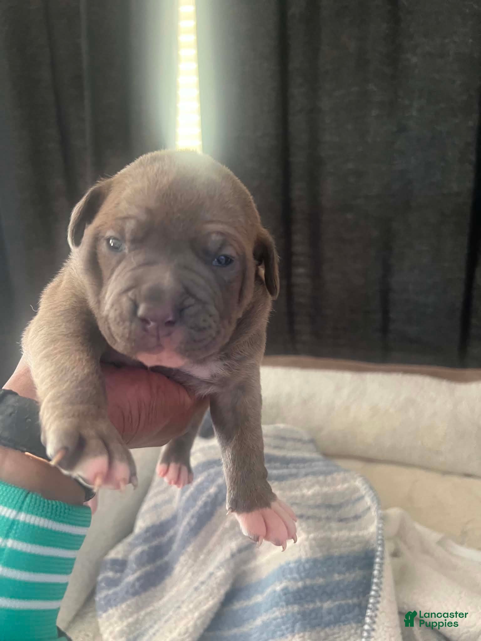 Trey (American Bully, Male) in Columbus, OH