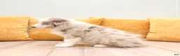 Australian Shepherd dogs for sale: Myles - Ad 3