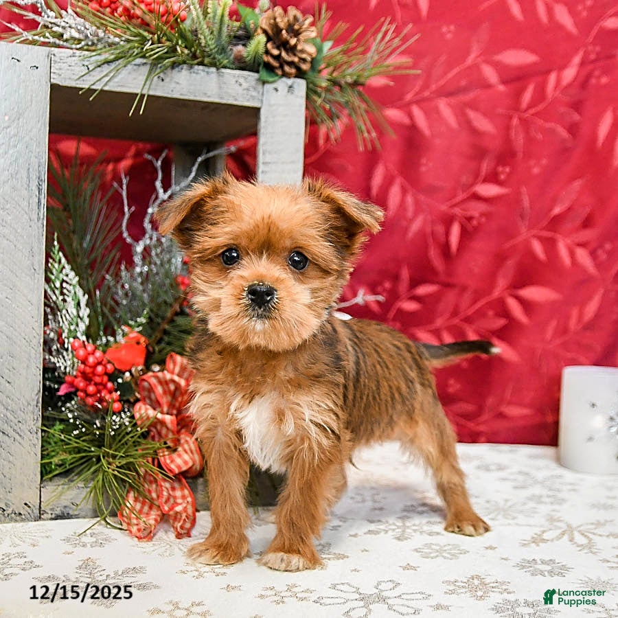 Shorkie dogs Archer  - Ad 14